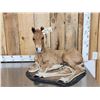Image 1 : Baby Horse Colt Foal Full Body Taxidermy Mount