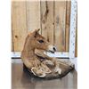 Image 2 : Baby Horse Colt Foal Full Body Taxidermy Mount