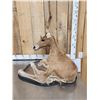 Image 3 : Baby Horse Colt Foal Full Body Taxidermy Mount