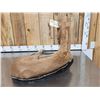 Image 4 : Baby Horse Colt Foal Full Body Taxidermy Mount