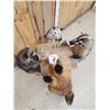 Image 10 : 4 Critters Playing Poker Taxidermy Mount