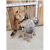 Image 6 : 4 Critters Playing Poker Taxidermy Mount
