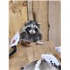 Image 7 : 4 Critters Playing Poker Taxidermy Mount