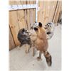Image 9 : 4 Critters Playing Poker Taxidermy Mount