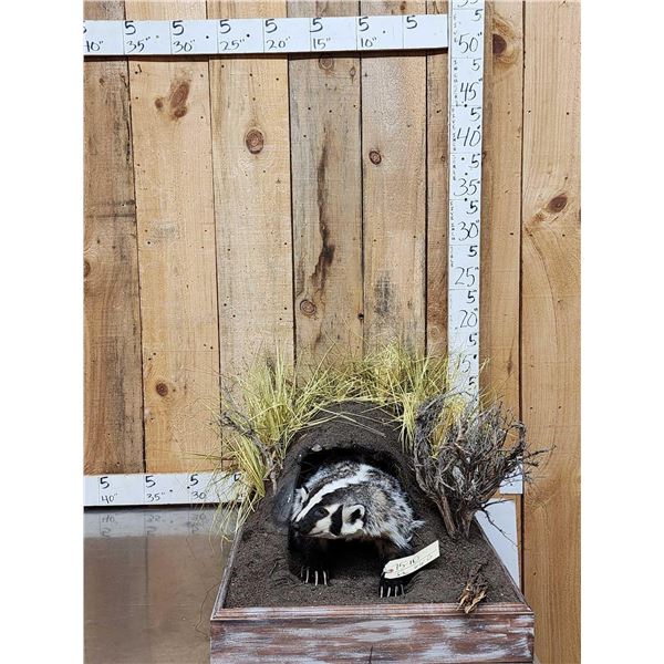 Badger In A Den Full Body Taxidermy Mount