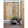 Image 1 : Badger In A Den Full Body Taxidermy Mount