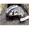 Image 3 : Badger In A Den Full Body Taxidermy Mount