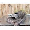 Image 5 : Badger In A Den Full Body Taxidermy Mount