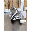 Image 8 : Badger In A Den Full Body Taxidermy Mount