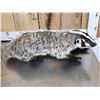 Image 9 : Badger In A Den Full Body Taxidermy Mount