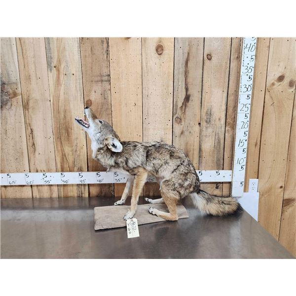 Howling Coyote Full Body Taxidermy Mount