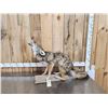 Image 1 : Howling Coyote Full Body Taxidermy Mount