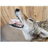 Image 2 : Howling Coyote Full Body Taxidermy Mount