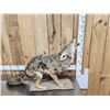 Image 3 : Howling Coyote Full Body Taxidermy Mount