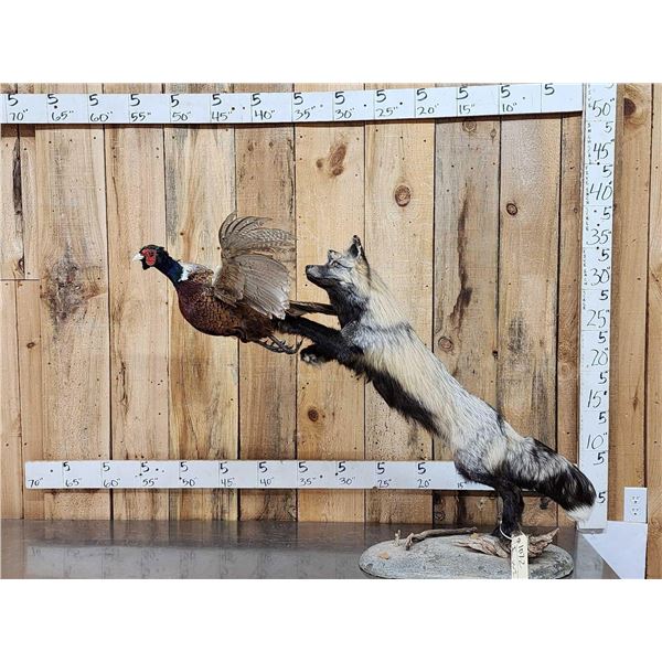 Cross Fox Leaping For A Pheasant Taxidermy Mount