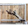 Image 1 : Cross Fox Leaping For A Pheasant Taxidermy Mount