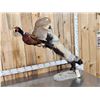 Image 2 : Cross Fox Leaping For A Pheasant Taxidermy Mount