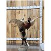 Image 3 : Cross Fox Leaping For A Pheasant Taxidermy Mount