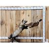 Image 4 : Cross Fox Leaping For A Pheasant Taxidermy Mount