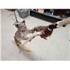 Image 10 : Bobcat Leaping For A Pheasant Full Body Taxidermy Mount