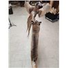Image 11 : Bobcat Leaping For A Pheasant Full Body Taxidermy Mount