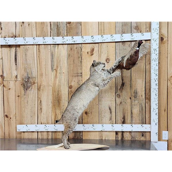 Bobcat Leaping For A Pheasant Full Body Taxidermy Mount