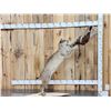 Image 1 : Bobcat Leaping For A Pheasant Full Body Taxidermy Mount
