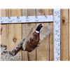 Image 2 : Bobcat Leaping For A Pheasant Full Body Taxidermy Mount