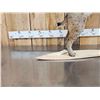 Image 3 : Bobcat Leaping For A Pheasant Full Body Taxidermy Mount