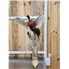 Image 4 : Bobcat Leaping For A Pheasant Full Body Taxidermy Mount