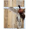Image 5 : Bobcat Leaping For A Pheasant Full Body Taxidermy Mount
