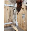 Image 6 : Bobcat Leaping For A Pheasant Full Body Taxidermy Mount
