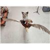 Image 8 : Bobcat Leaping For A Pheasant Full Body Taxidermy Mount