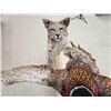 Image 9 : Bobcat Leaping For A Pheasant Full Body Taxidermy Mount