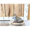 Image 1 : Drunken Squirrel Full Body Taxidermy Mount