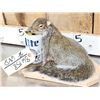 Image 2 : Drunken Squirrel Full Body Taxidermy Mount