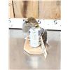 Image 3 : Drunken Squirrel Full Body Taxidermy Mount
