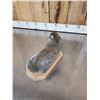 Image 4 : Drunken Squirrel Full Body Taxidermy Mount