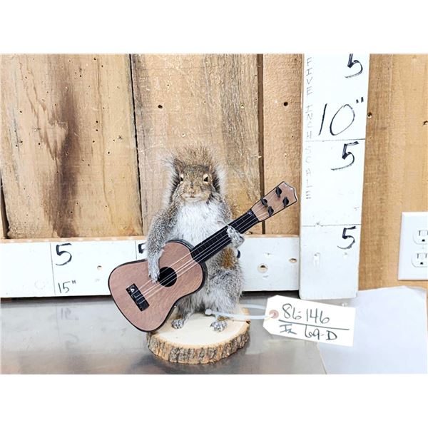 Squirrel Playing Guitar Taxidermy Mount