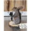 Image 3 : Squirrel Playing Guitar Taxidermy Mount