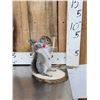 Image 2 : Bow Hunting Squirrel Taxidermy Mount