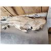 Image 10 : Subhyracodon " Running Rhino " Skull & Jaw Bone section Fossilized Fossil