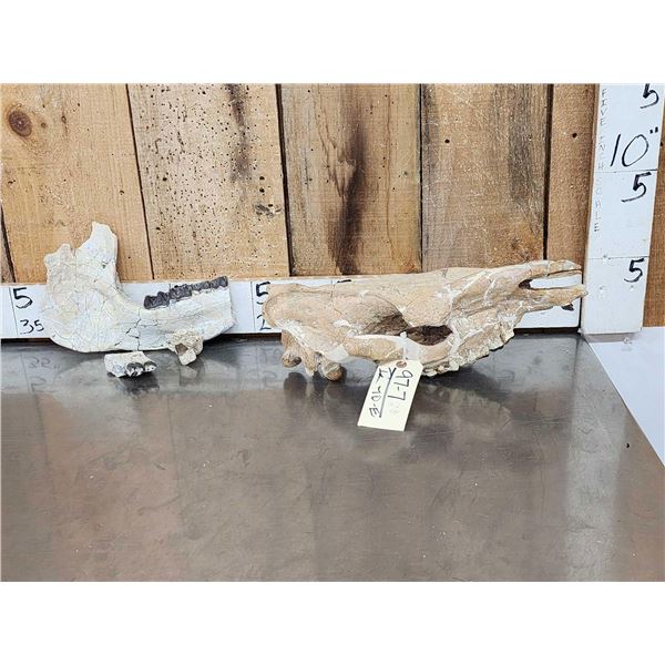 Subhyracodon " Running Rhino " Skull & Jaw Bone section Fossilized Fossil