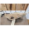 Image 2 : Subhyracodon " Running Rhino " Skull & Jaw Bone section Fossilized Fossil
