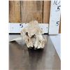Image 7 : Subhyracodon " Running Rhino " Skull & Jaw Bone section Fossilized Fossil