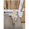 Image 8 : Subhyracodon " Running Rhino " Skull & Jaw Bone section Fossilized Fossil