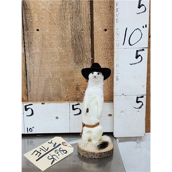 Sheriff Weasel Full Body Taxidermy Mount