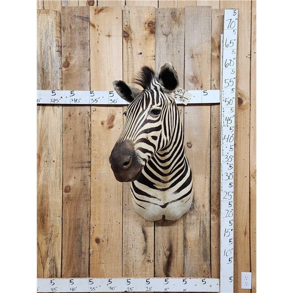 Zebra Shoulder Mount Taxidermy