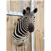 Image 2 : Zebra Shoulder Mount Taxidermy