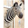 Image 3 : Zebra Shoulder Mount Taxidermy